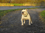 honden foto honden foto van esther