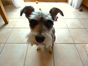 honden foto honden foto van jenj