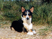 honden foto van  Cissy&Astor