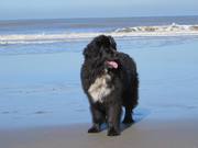 honden foto van Wilma, baasje van Roosje