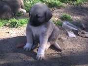 honden foto van Fedor