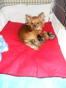 honden foto honden foto van kyra