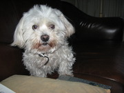 honden foto van joke