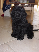 honden foto van Corine van Straten