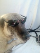 honden foto van Ger