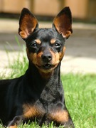 honden foto van darwin