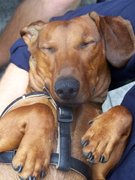 honden foto van Liesbet 