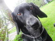 honden foto van Bella