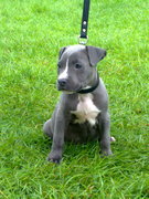 honden foto honden foto van wendy