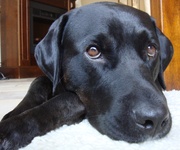 honden foto van Robus