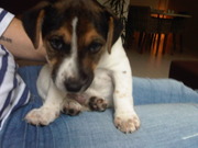 honden foto van Soraya & Bink