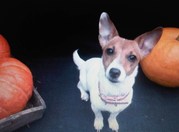 honden foto van Nienke 