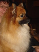 honden foto van Anja bruggeman