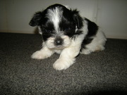 honden foto honden foto van sharon