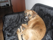 honden foto honden foto van carola