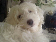 honden foto van Rachel en Dunya IJzerkoper