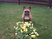 honden foto van marith
