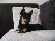 honden foto van claudia