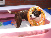 honden foto van Nicky