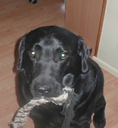 honden foto van maureen