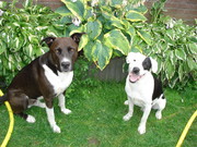 honden foto honden foto van Laura