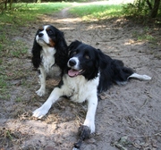 honden foto honden foto van Esther