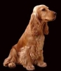 honden foto van Blanca