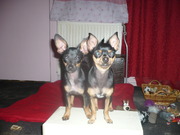 honden foto honden foto van Wen's stuiterballen