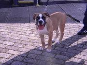 honden foto honden foto van MIKE