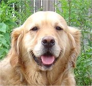 honden foto van marjolaine