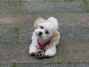 honden foto van Frans