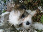 honden foto van nelske