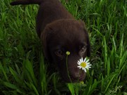 honden foto van mirjam