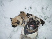 honden foto van Wendy