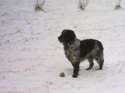 honden foto van Ester