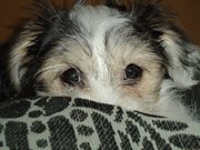 honden foto van lizzy