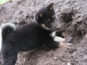 honden foto van Manou Geys