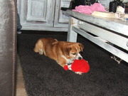 honden foto van Dineke