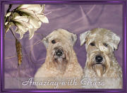 honden foto van H. Lowiessen  