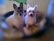 honden foto honden foto van natascha