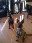 honden foto van rena