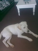 honden foto van cindy