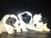 honden foto van easy