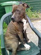 honden foto honden foto van Floran Fermont