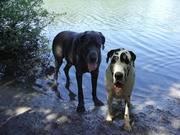 honden foto van mientje