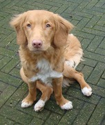 honden foto van Karlijn&Nova