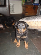 honden foto honden foto van Vievfje