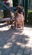 honden foto van kyle
