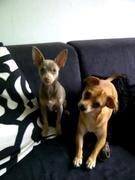 honden foto van Kelly