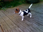 honden foto honden foto van Patricia & Charly